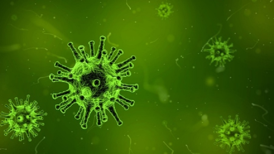 Ini Penjelasan Pakar UI Tentang Penularan Virus Flu Burung